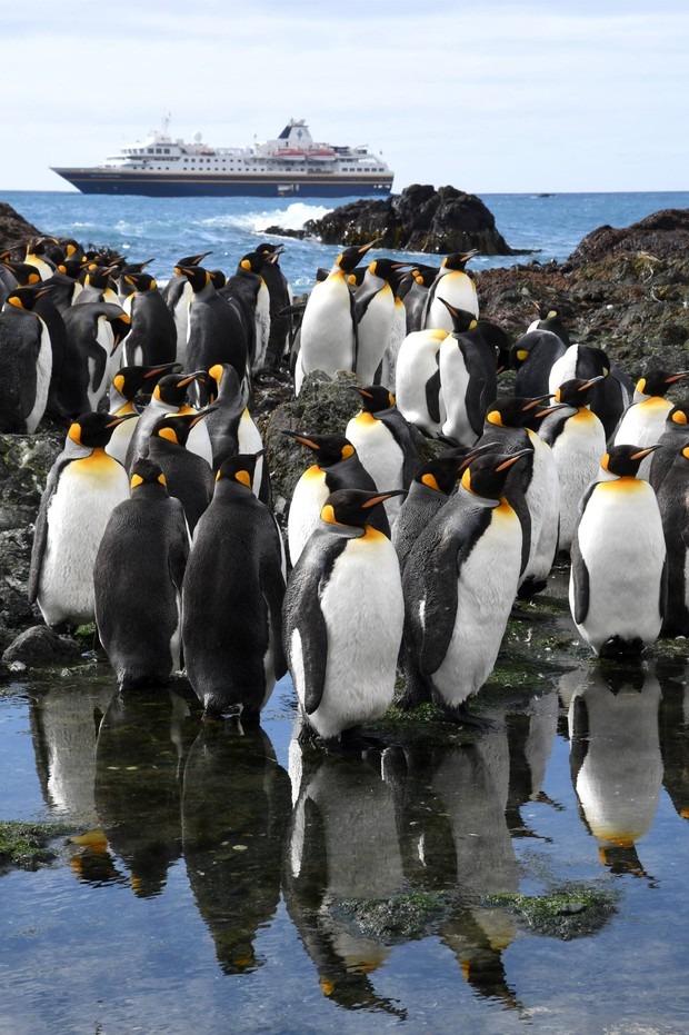 Macquarie Island by Aaron Russ